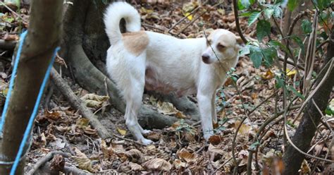 四隻狗|遊蕩犬貓逐年增 野生動物傷亡、染病 為生存上演「互。